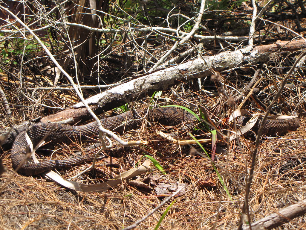 Florida Brown Snake