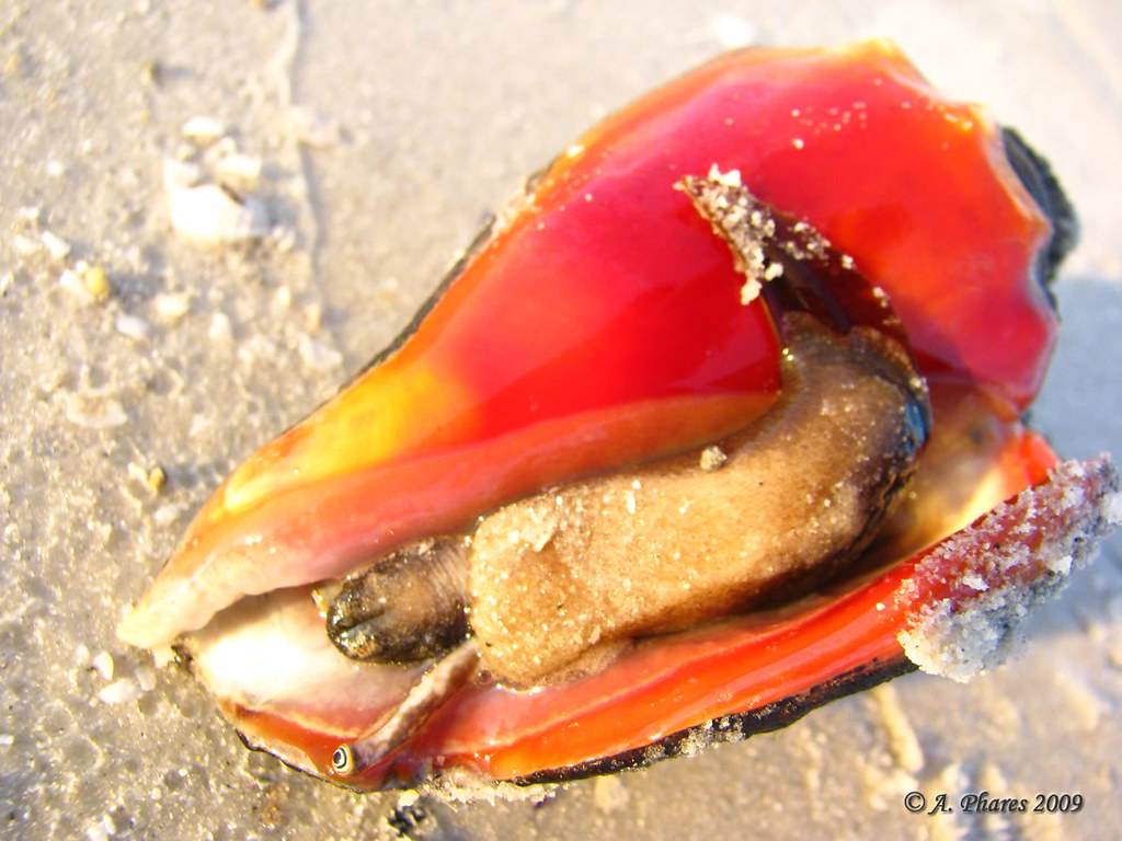 Florida Fighting Conch
