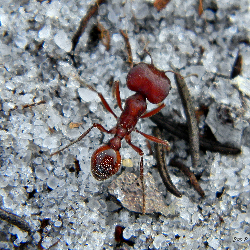 Florida Harvester Ant