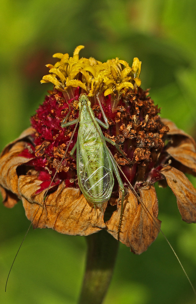 Four-spotted Tree Cricket