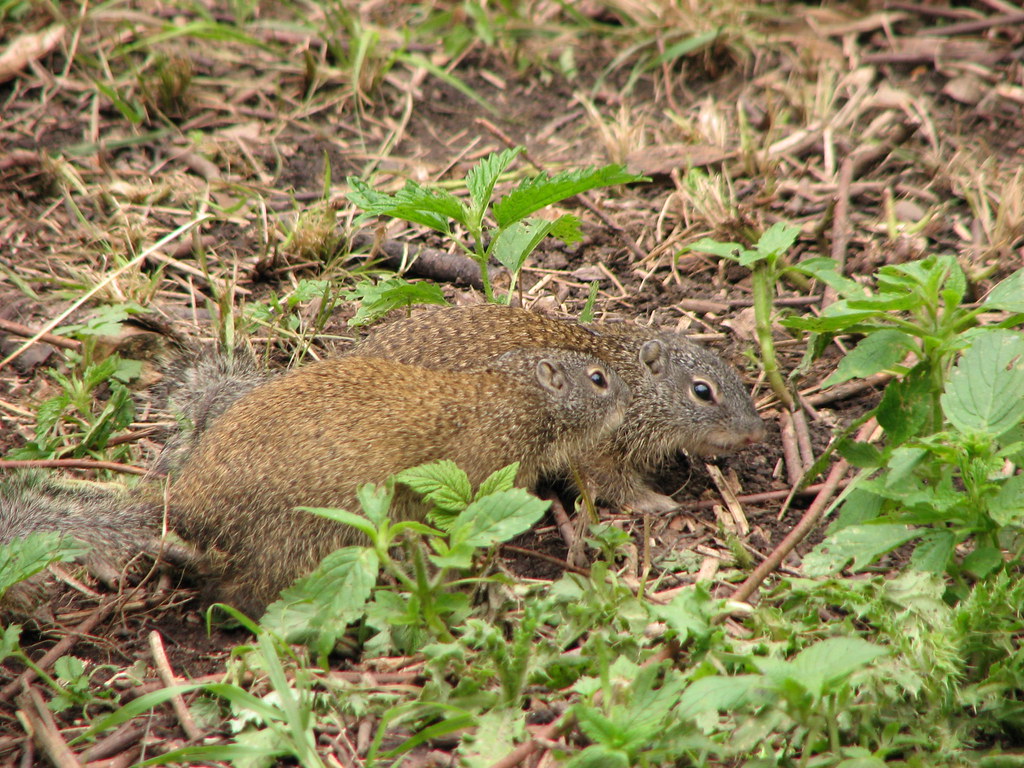 Franklin's Ground Squirrel