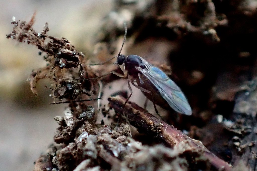 Fungus Gnats