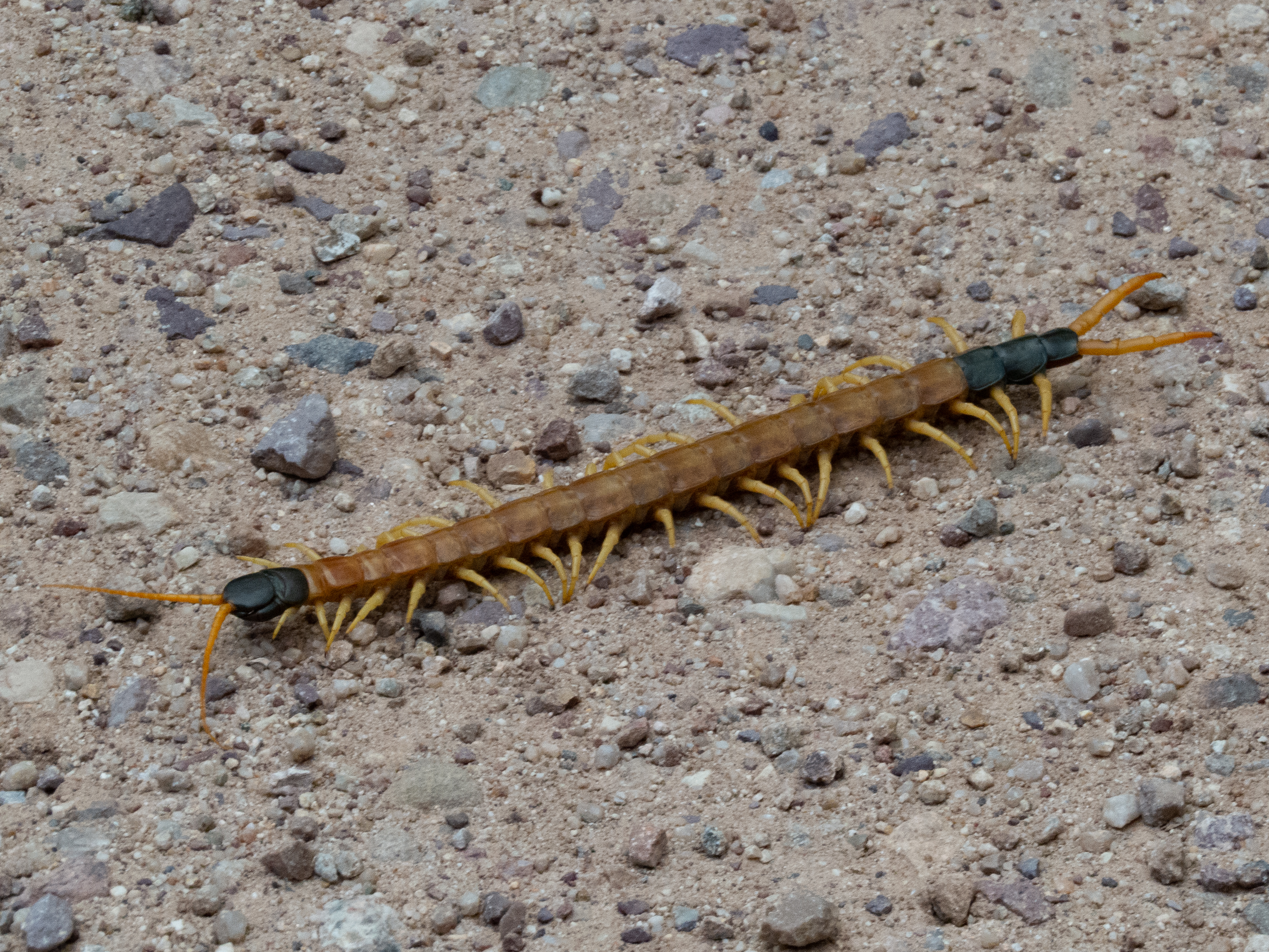 Giant Desert Centipede