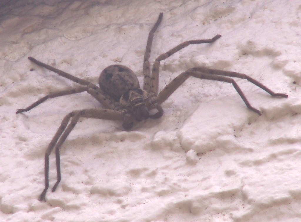Giant Huntsman Spider