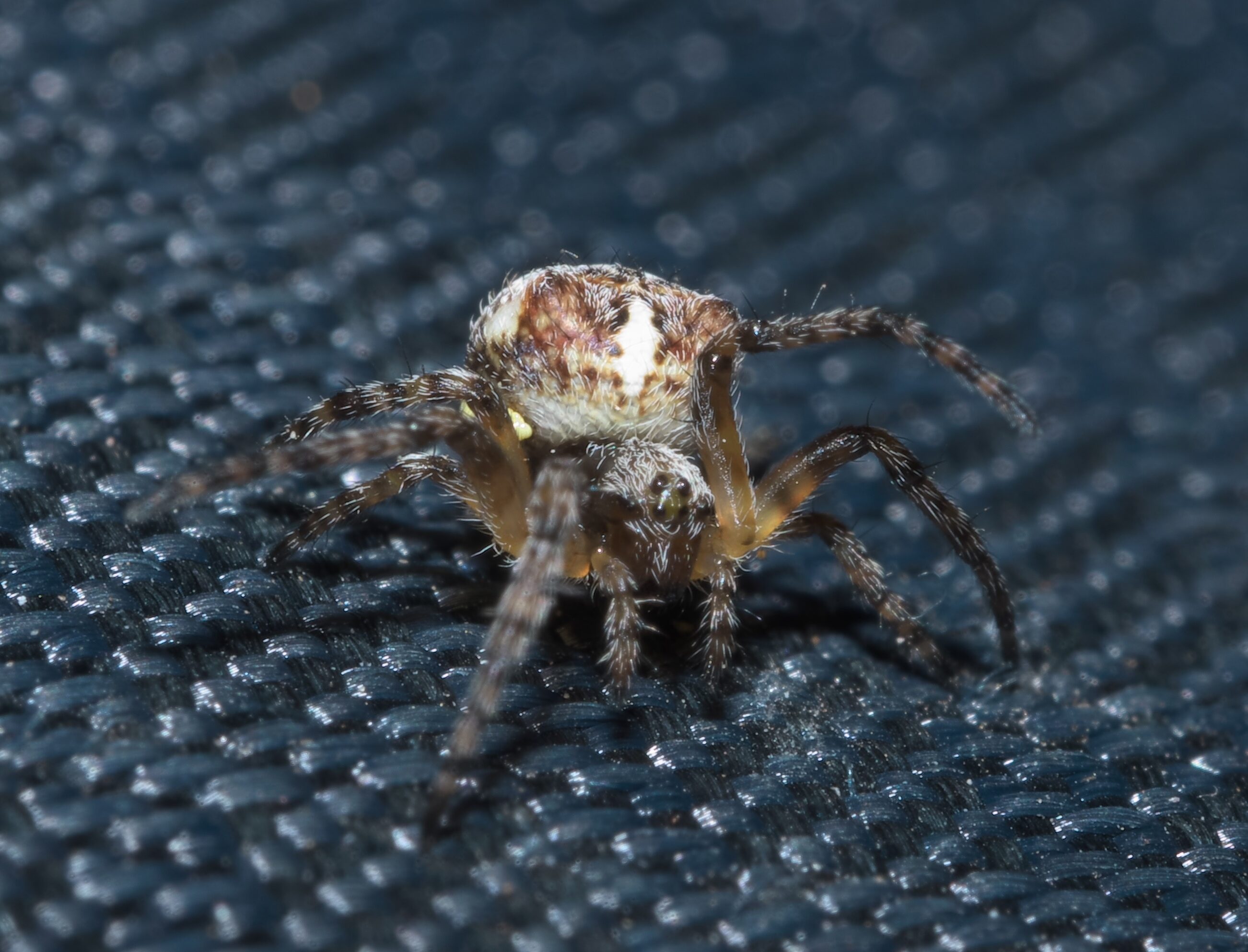 Giant Lichen Orb Weaver