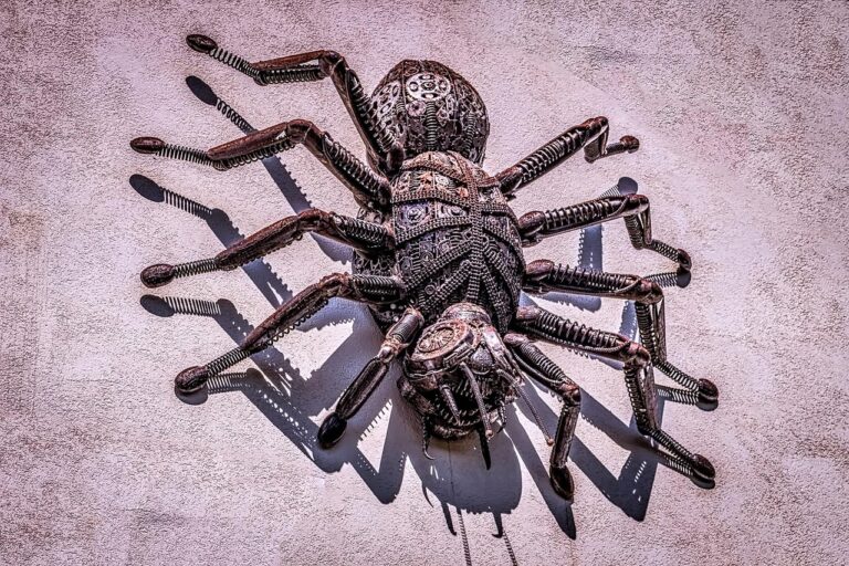 Giant Spiders in California: 10 Massive Species You Might Encounter