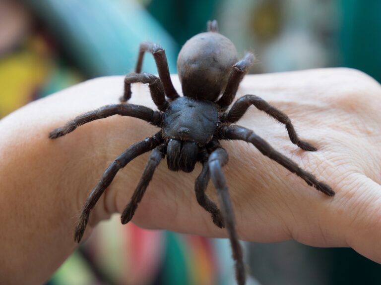 7 Giant Spiders in Michigan: From Harmless House Guests to Backyard Behemoths