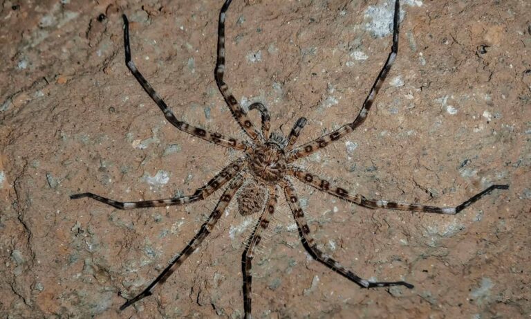 10 Giant Spiders in the World: Meet the Titans Lurking in the Shadows