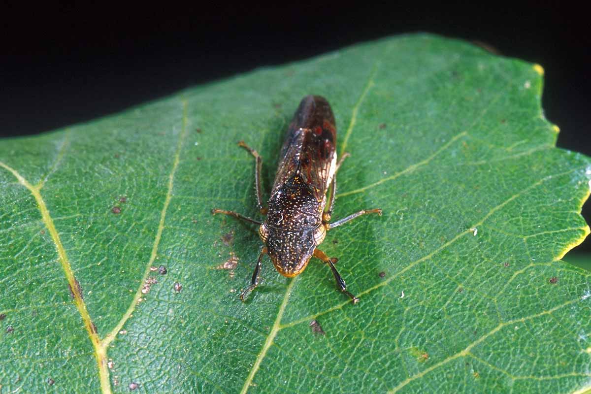 glasswinged sharpshooter