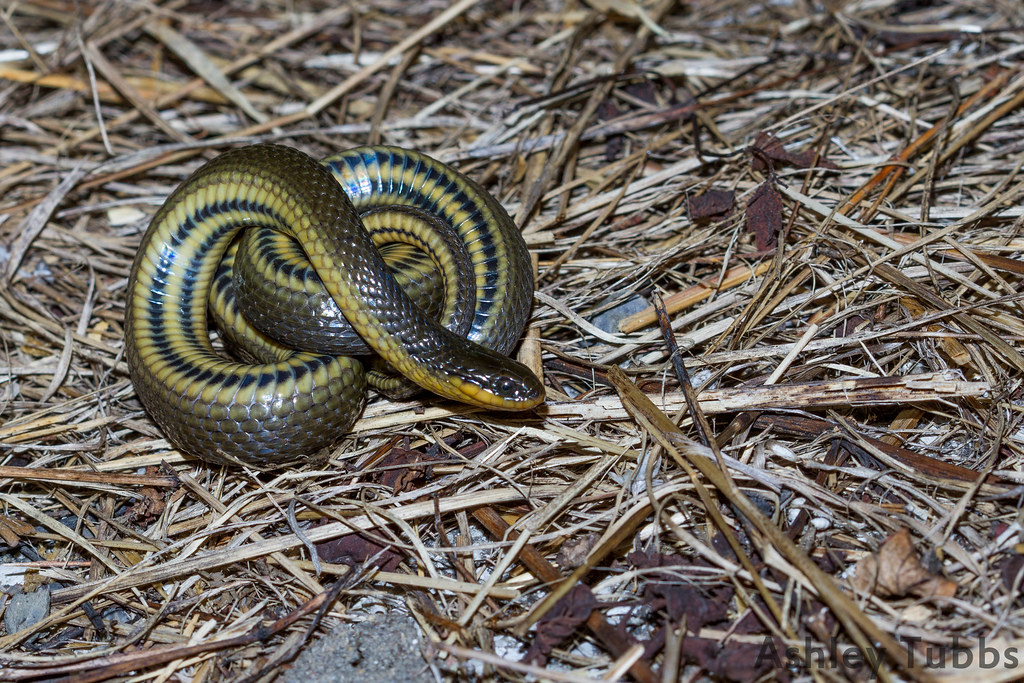 Glossy Crayfish Snake