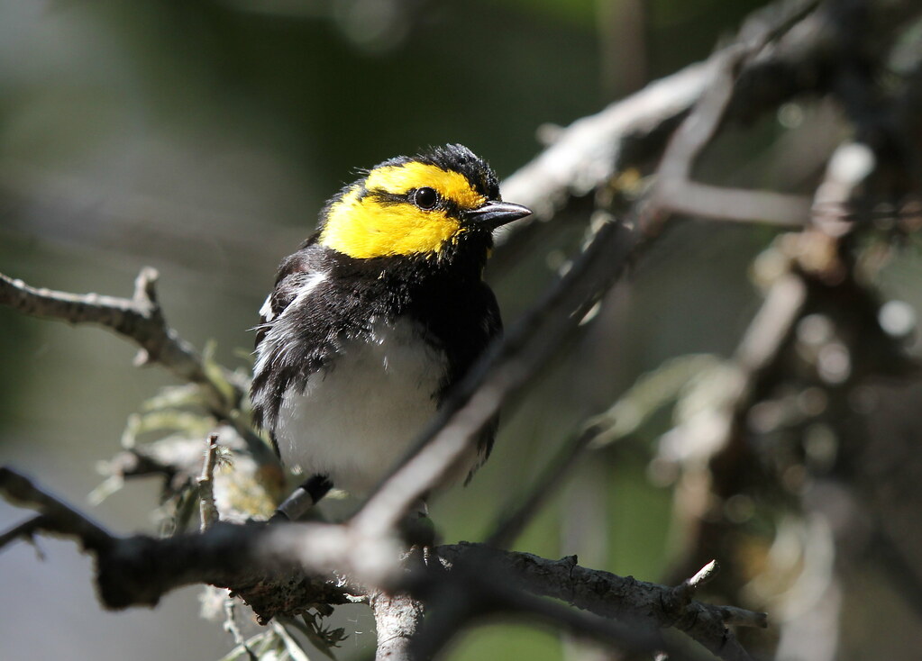 Golden-cheeked Warbler