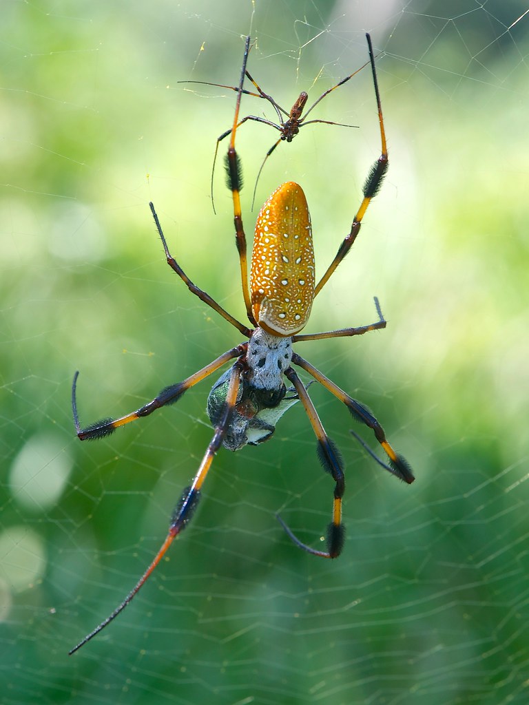 Golden Silk Orb-Weaver
