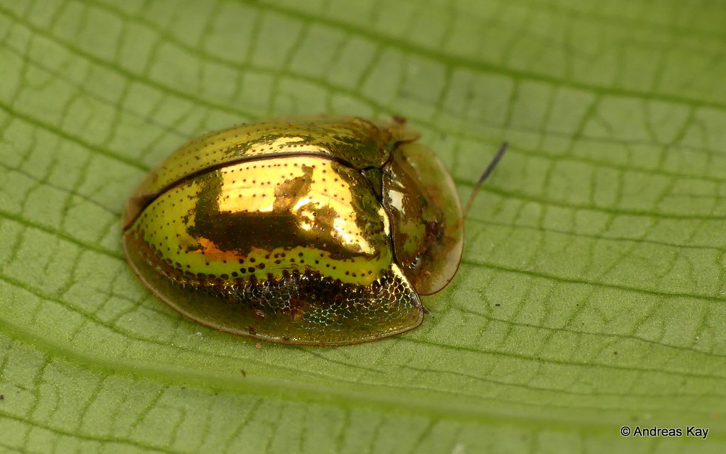Golden Tortoise Beetle