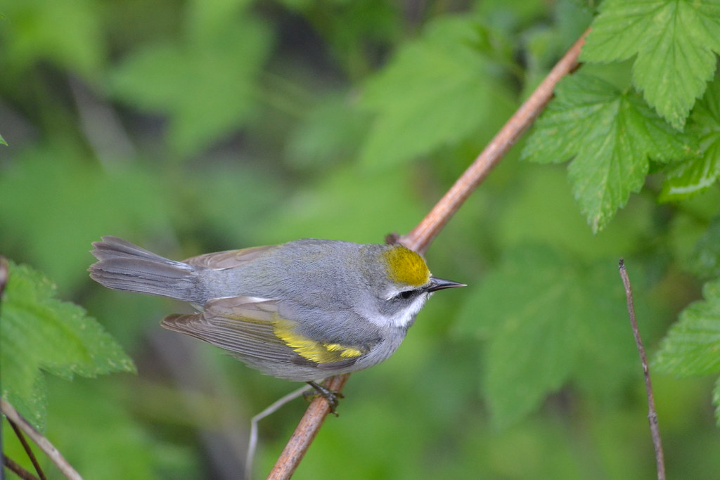 Golden-winged Warbler