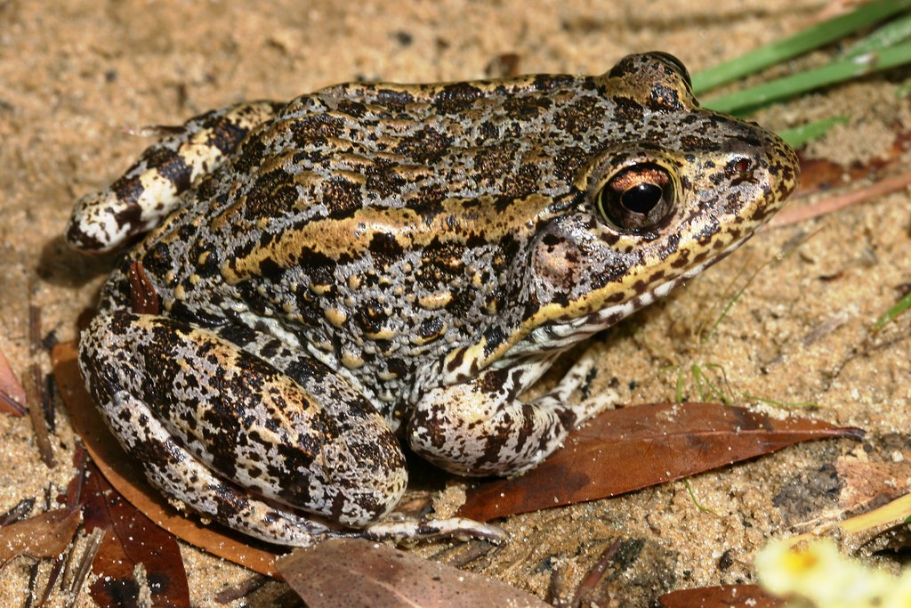 Gopher Frog