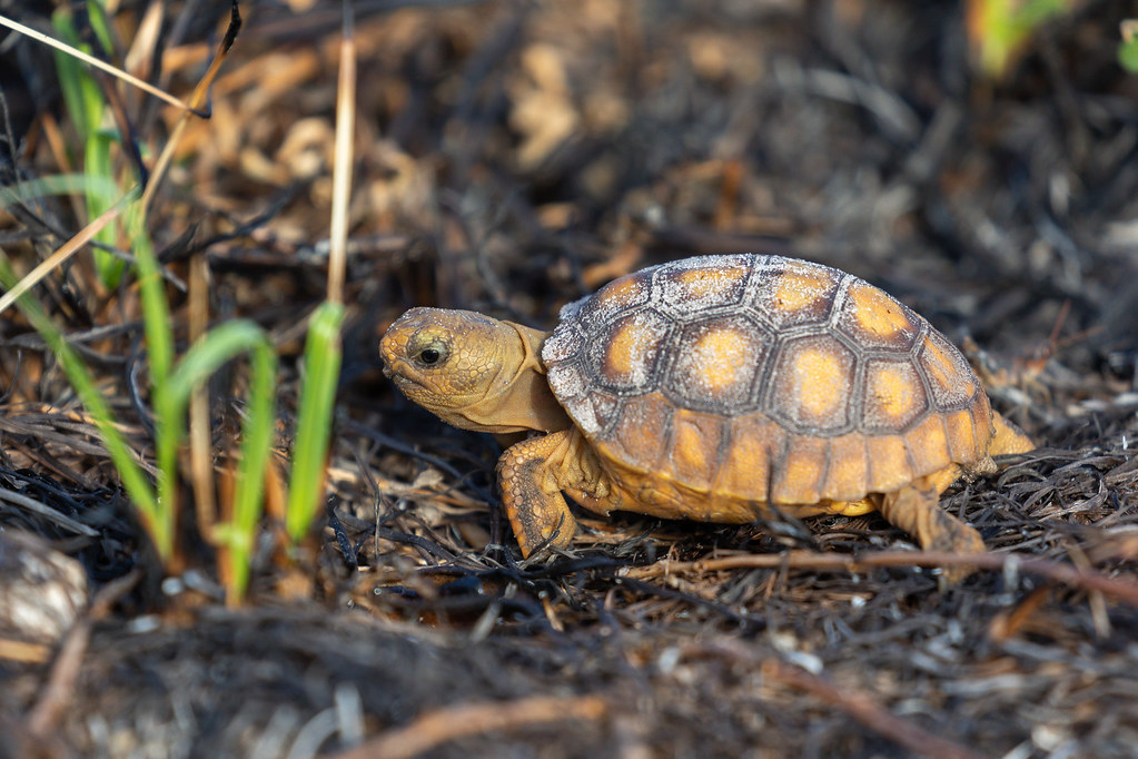 Gopher Tortoise