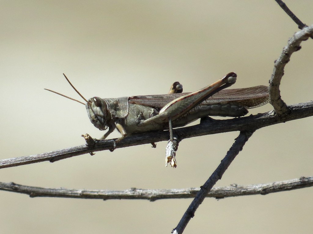Gray Bird Grasshopper