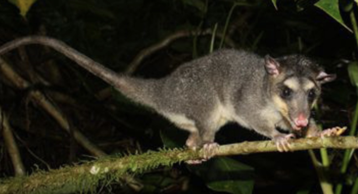 Gray Four-eyed Opossum (Philander frenatus)