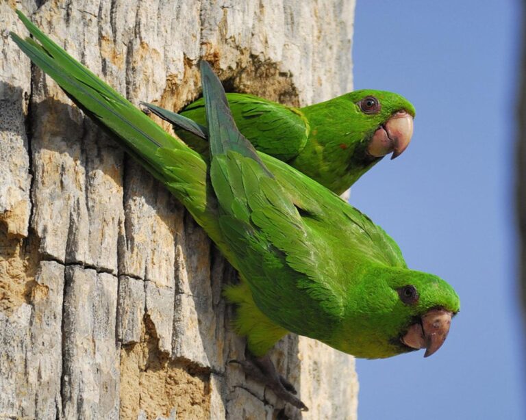 Why South Texas Has America’s Most Colorful Green Birds (6 Species Guide)