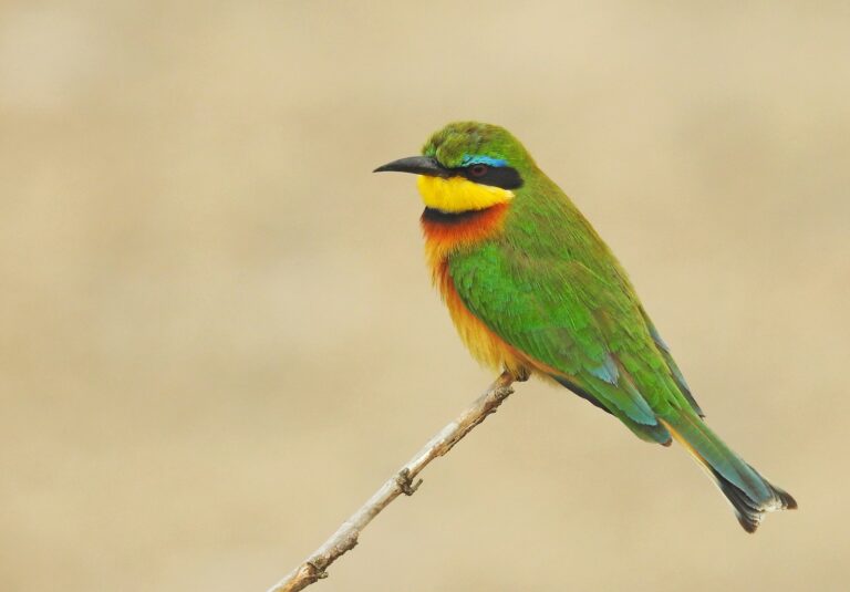 10 Stunning Green Birds Thriving in Southern California’s Urban Paradise