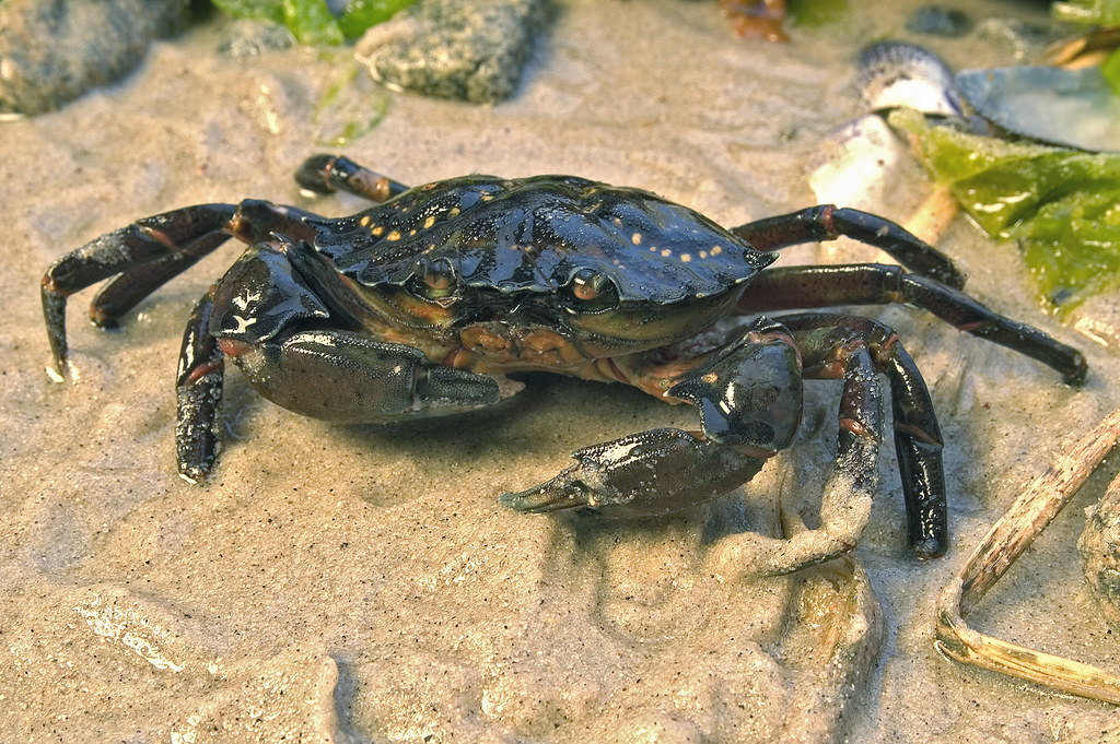 Green Crab
