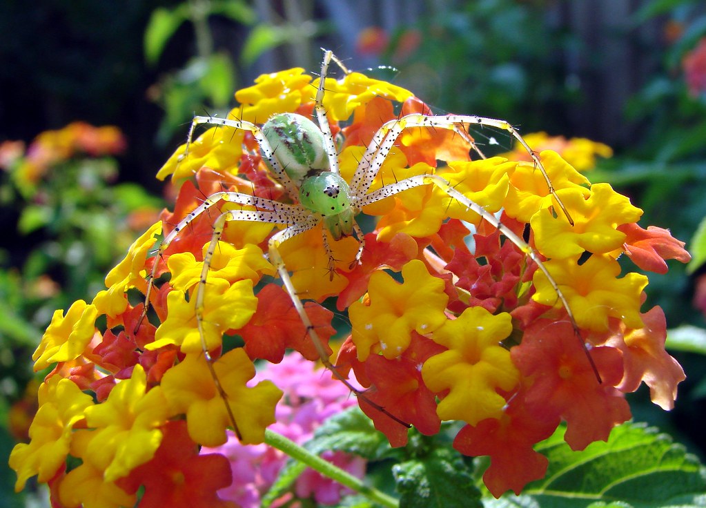 Green Lynx Spider