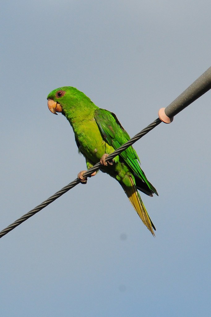 Green Parakeet