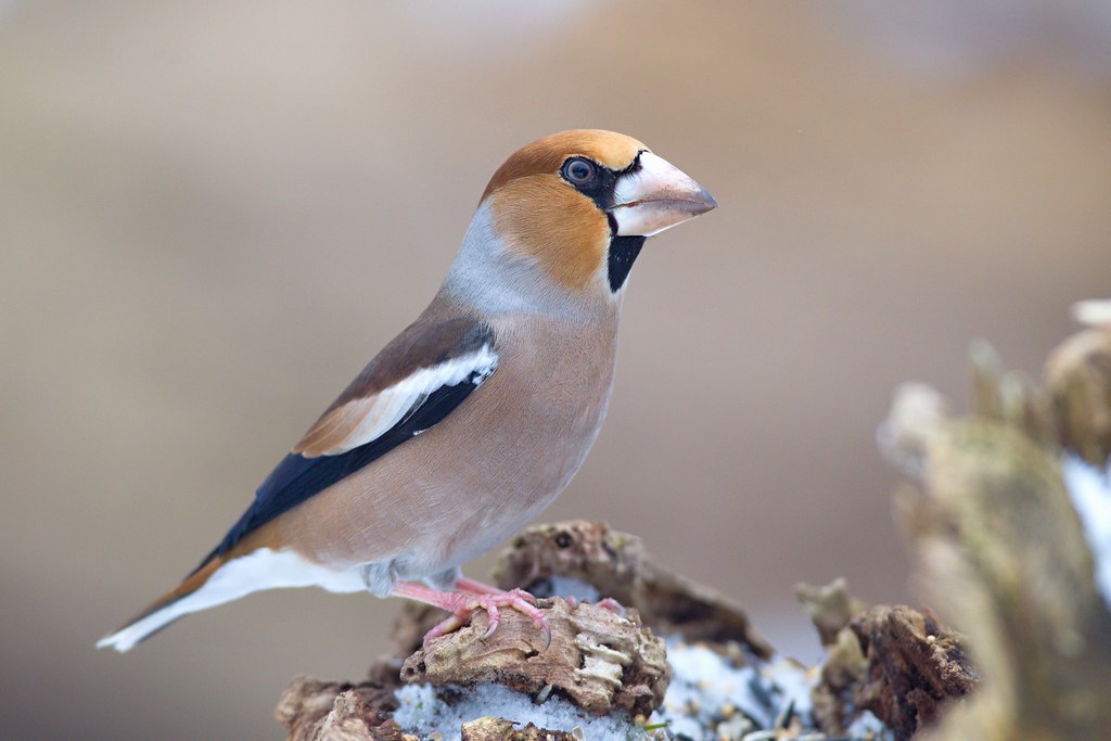 Hawfinch
