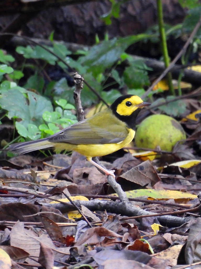 Hooded Warbler