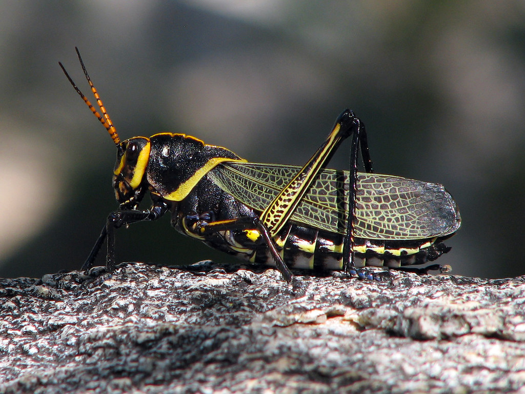 Horse Lubber Grasshopper