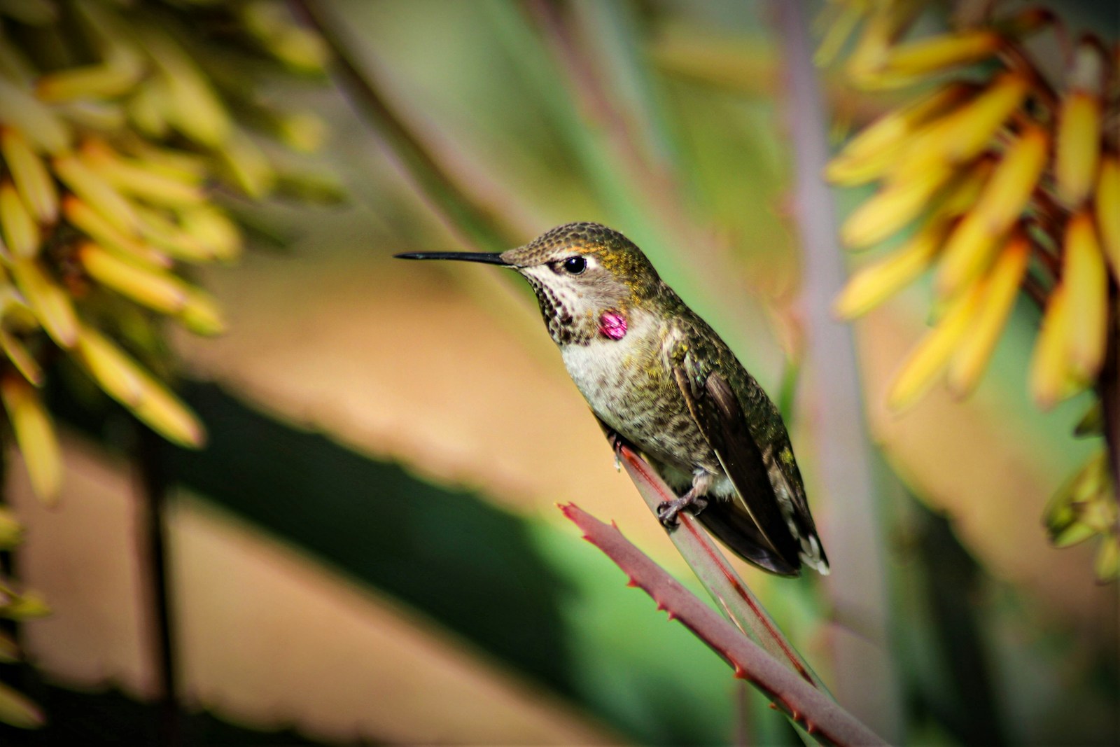 hummingbirds in arizona