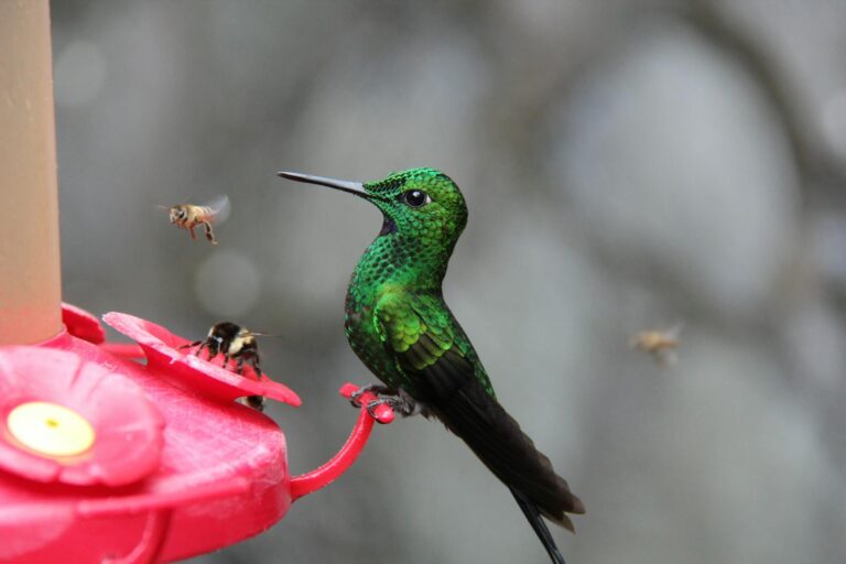 7 Hummingbirds in Colorado: Guide to Species, Migration, and Backyard Attraction
