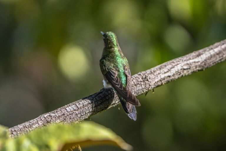 9 Hummingbirds in Northern California: Complete Species Guide for Birdwatchers