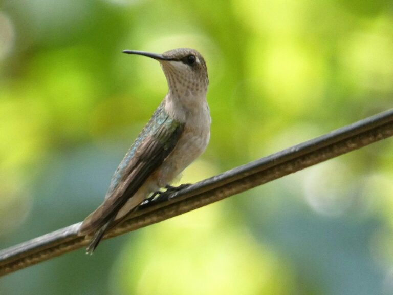 9 Hummingbirds in Tennessee: Complete Species Guide (With Photos & Migration Times)