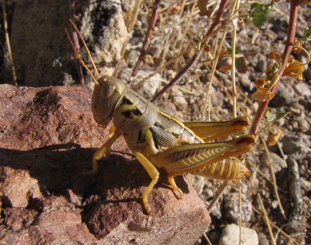 Humphrey's Grasshopper