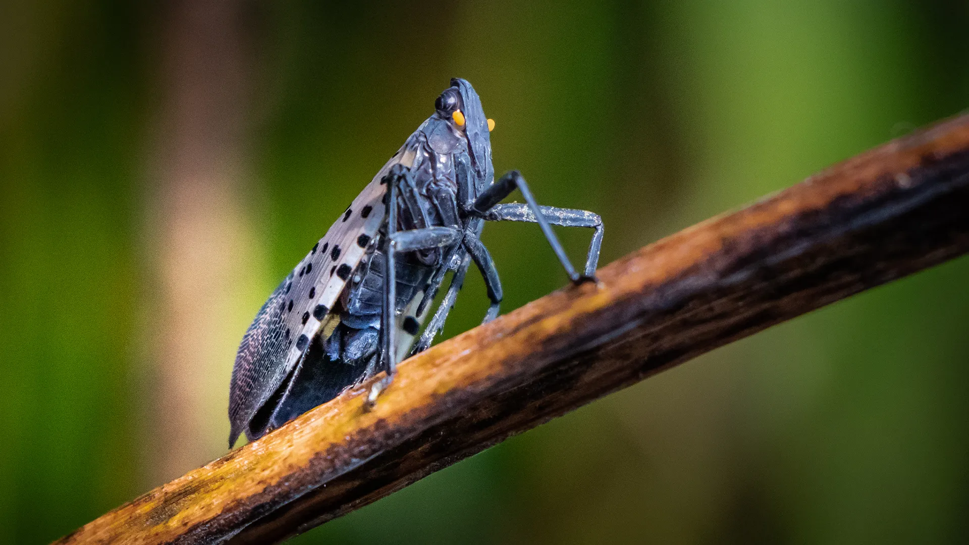 invasive insects in california