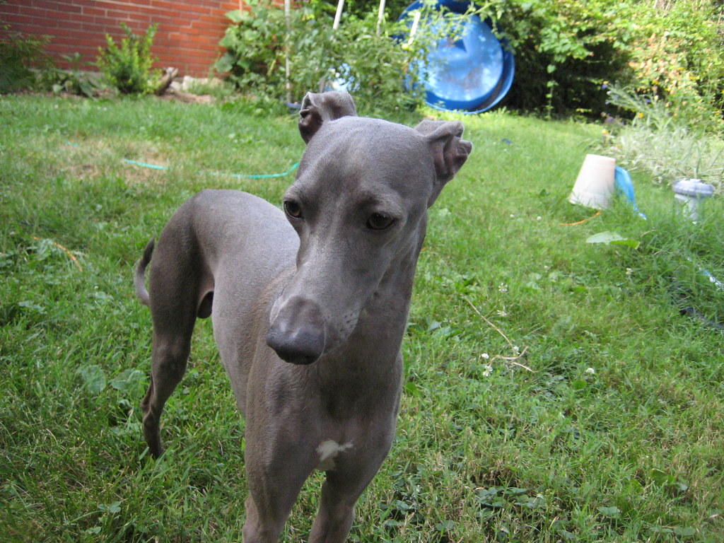 Italian Greyhound