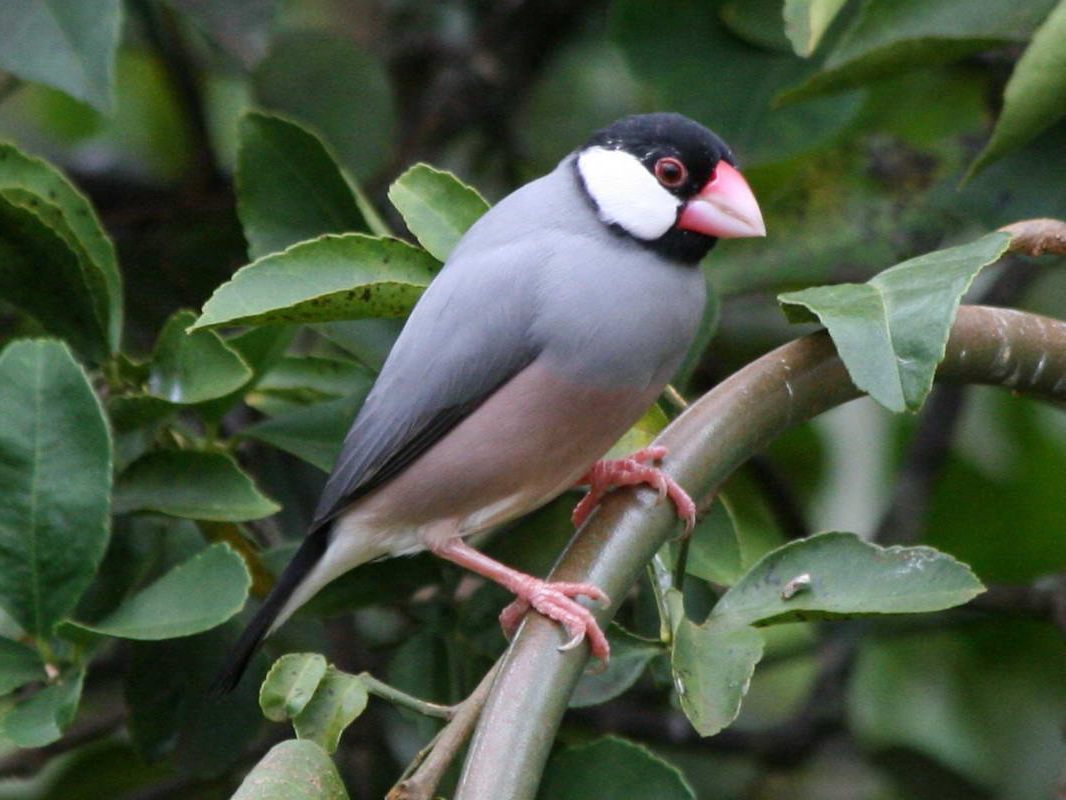 Java Finch