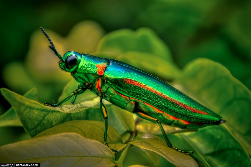 Jewel Beetle