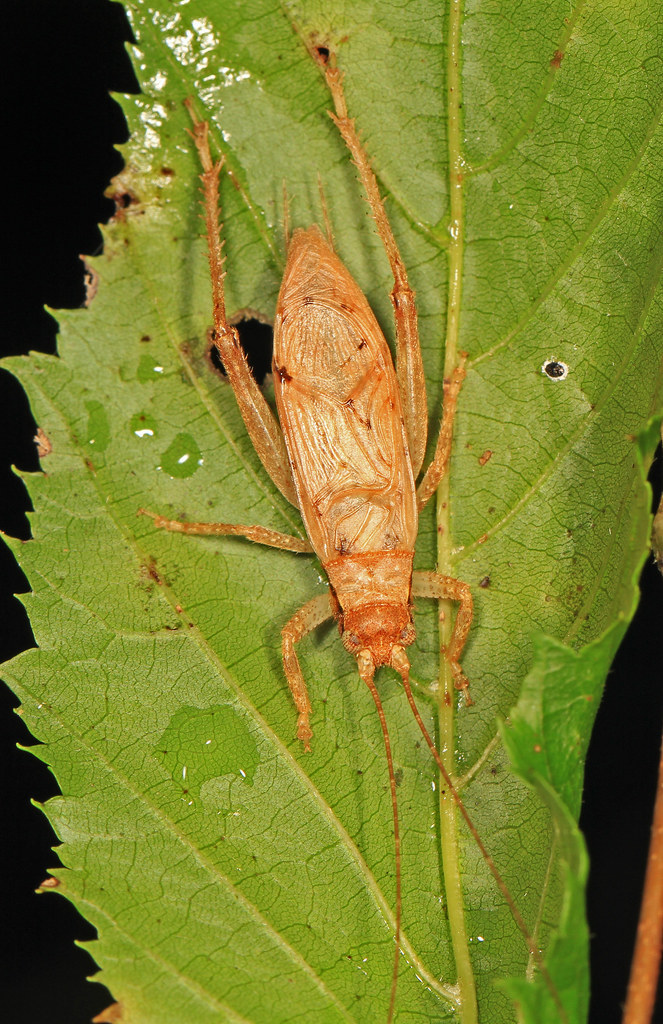 Jumping Bush Cricket