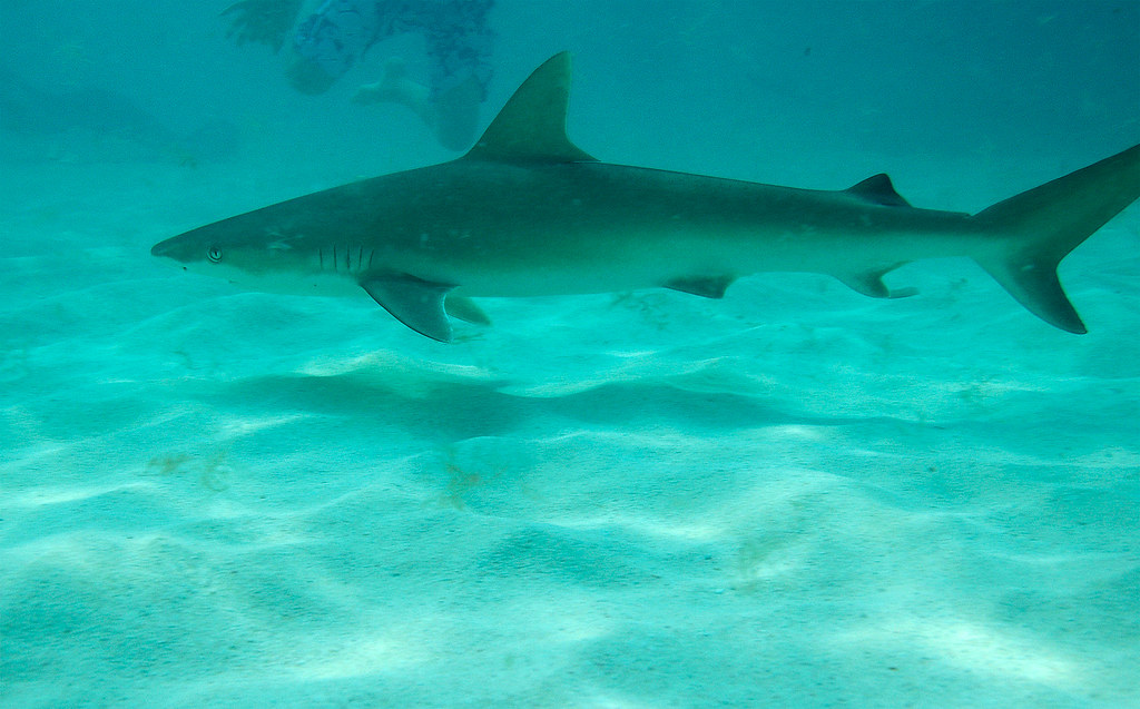 Lemon Shark