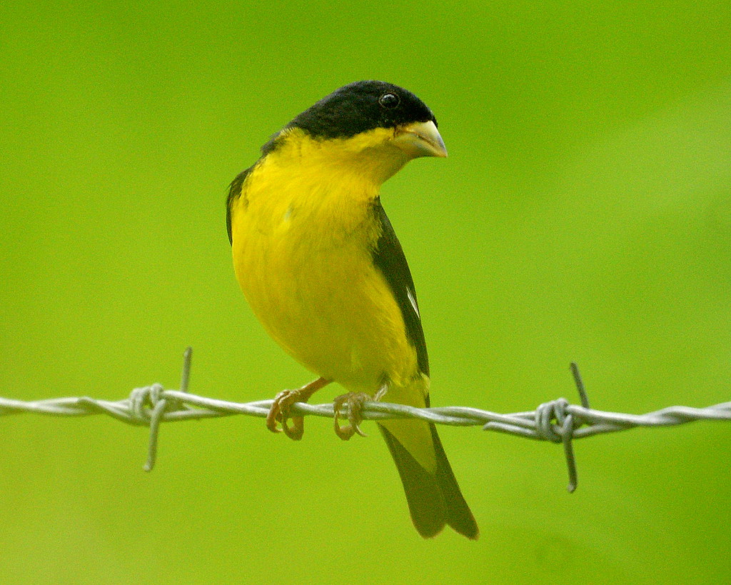 Lesser Goldfinch