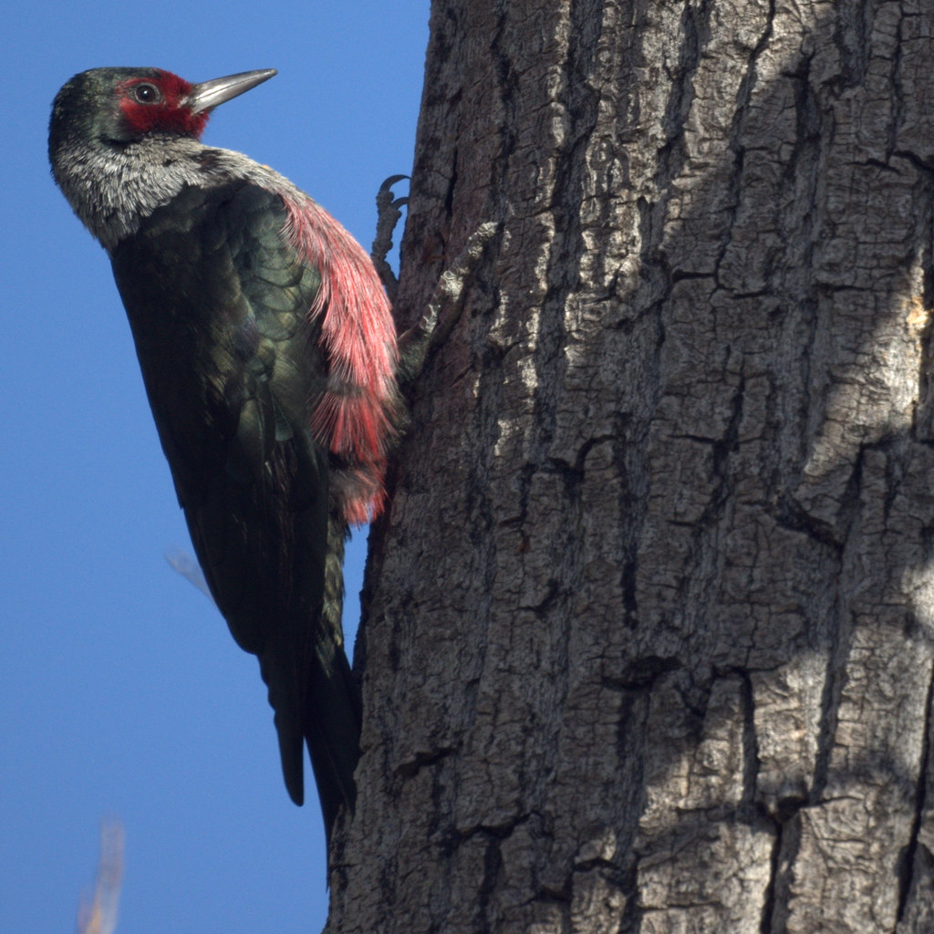 Lewis's Woodpecker