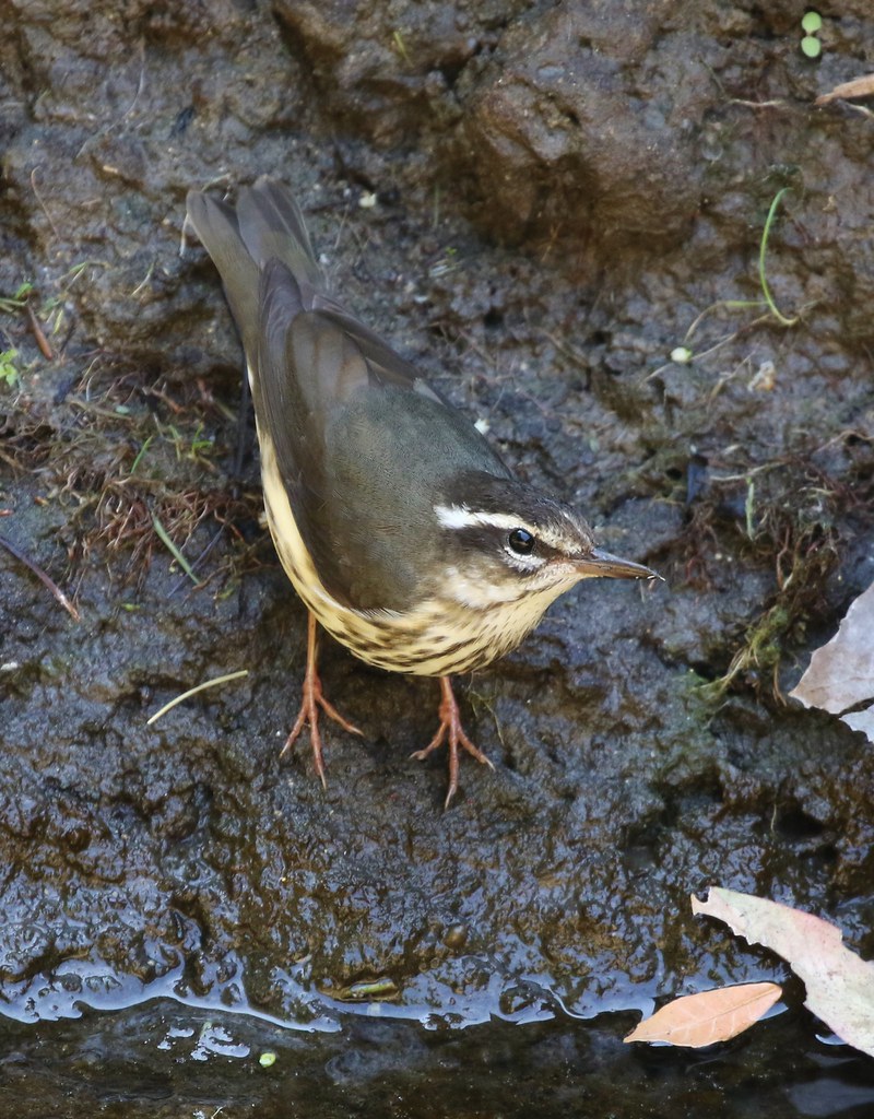 Louisiana Waterthrush