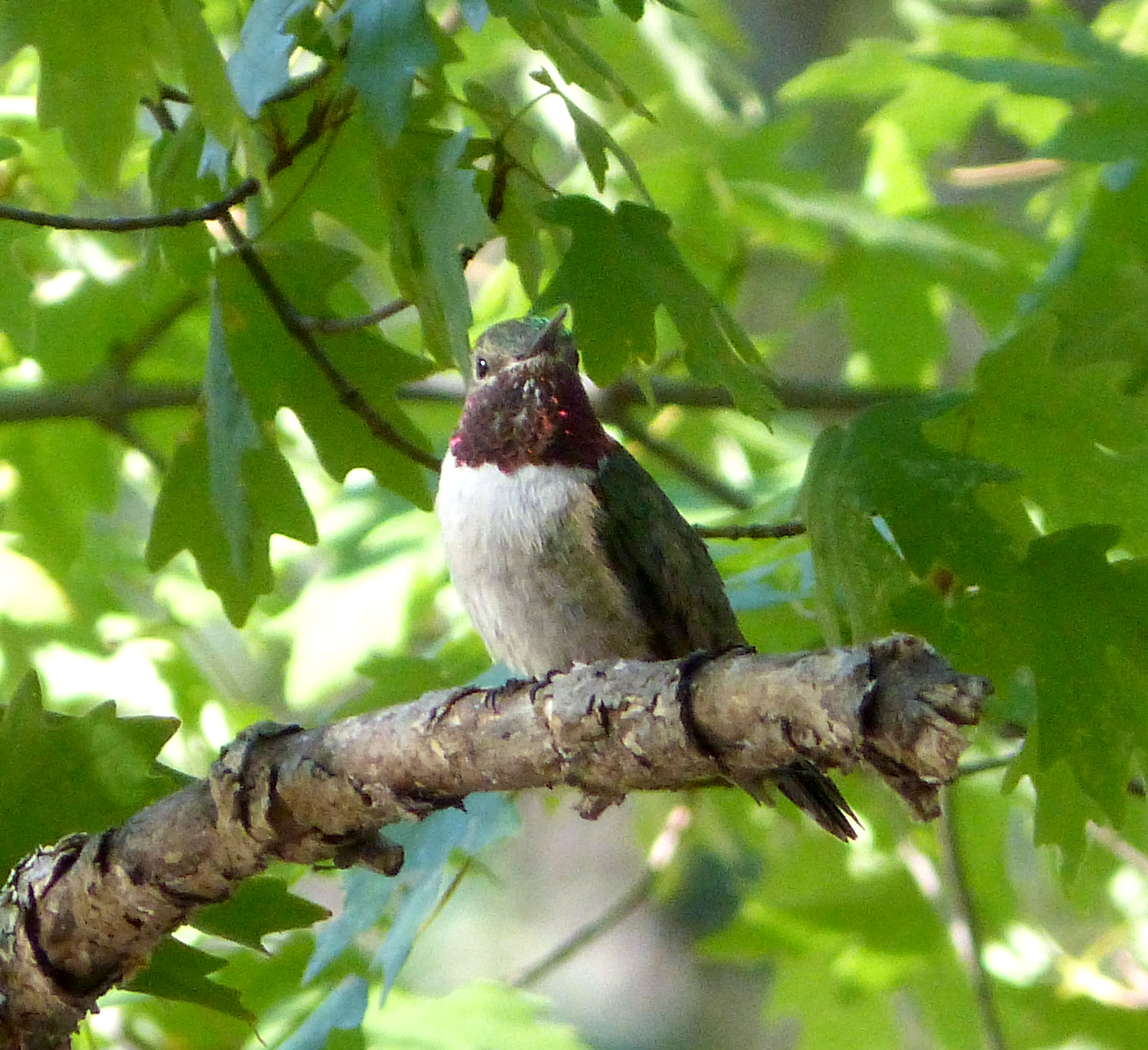 Lucifer Hummingbird