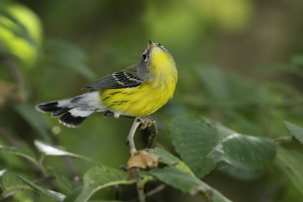 Magnolia Warbler