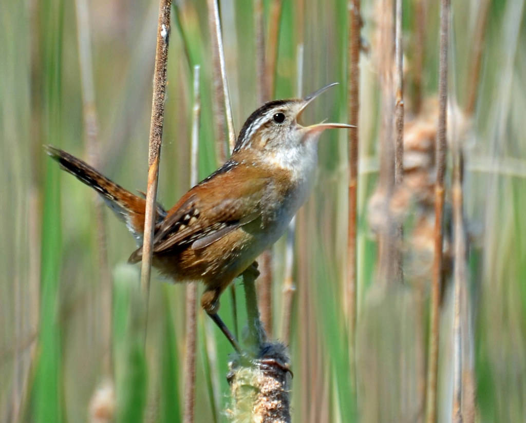 Marsh Wren
