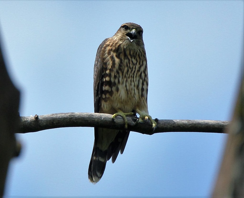 Merlin (Bird)