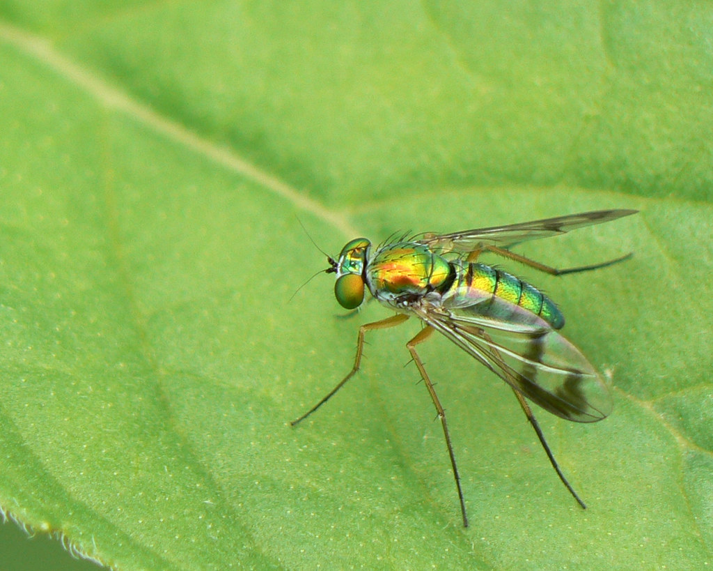 Metallic Green Fly