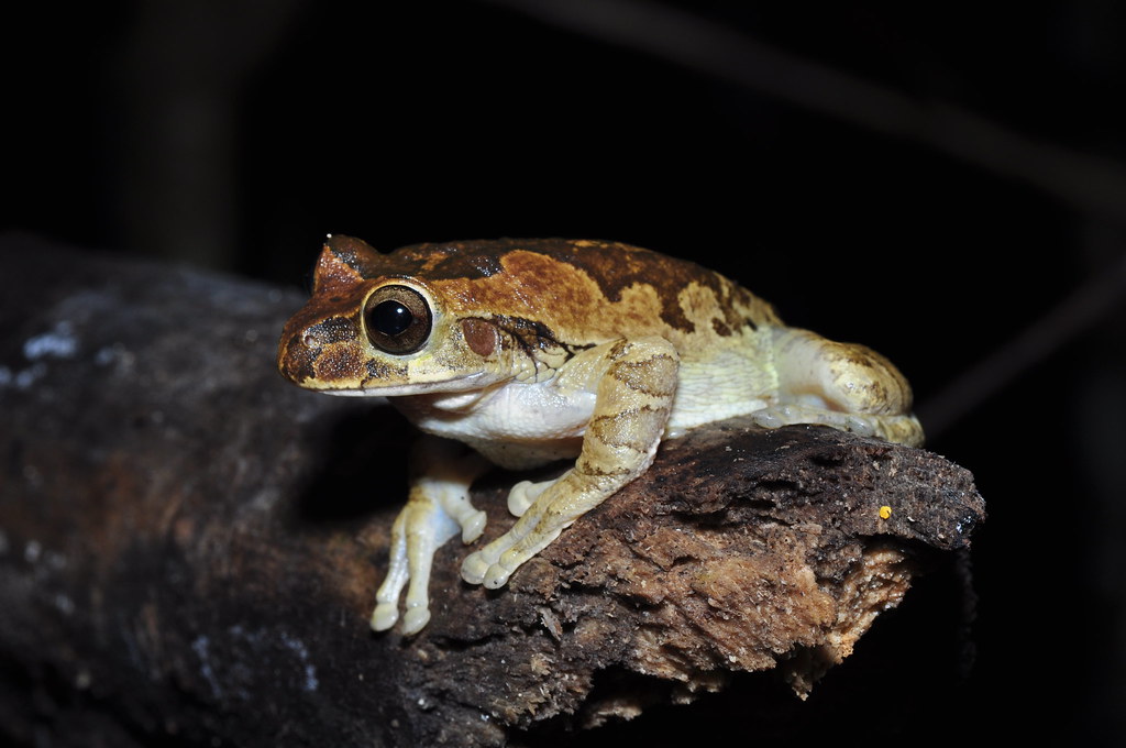 Mexican Treefrog